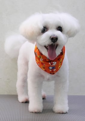 中島フワリちゃん