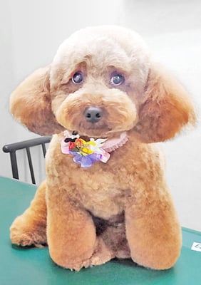 榎元チョコちゃん