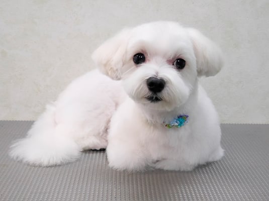 高橋マルちゃん