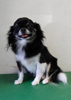 森崎クロちゃん