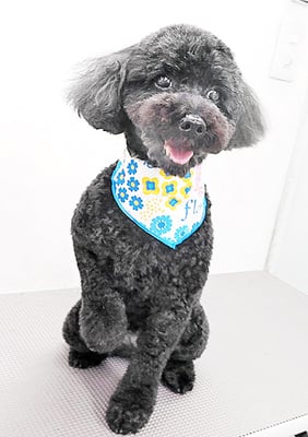 本坊ダノちゃん