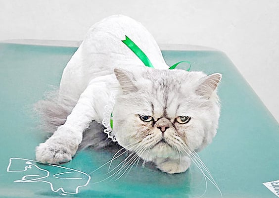 榎元ソラちゃん