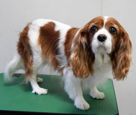 福留ジルちゃん