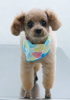 橋西もこちゃん