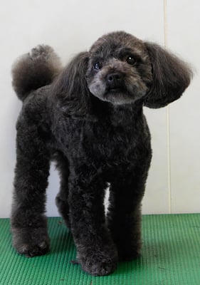 森崎ラブちゃん