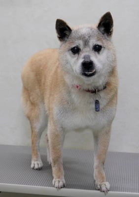 八反田チョコちゃん