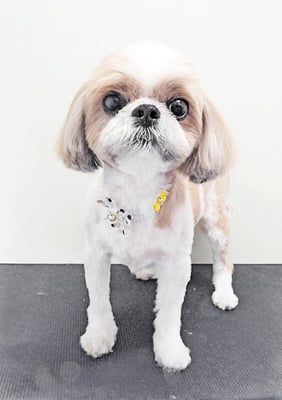 有留コロちゃん