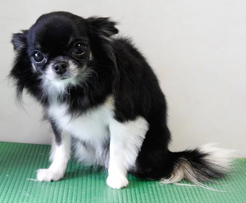 森崎クロちゃん