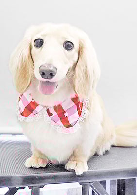 松村エルちゃん