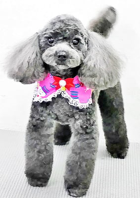 石田おはぎちゃん