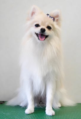 千葉チビちゃん