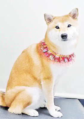 玖須ルビーちゃん