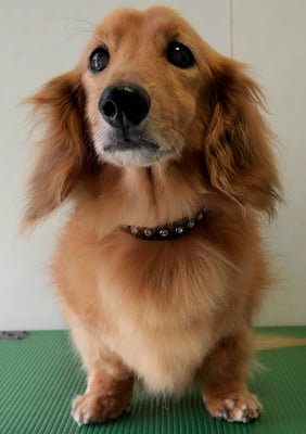 﨑戸ジュリアちゃん