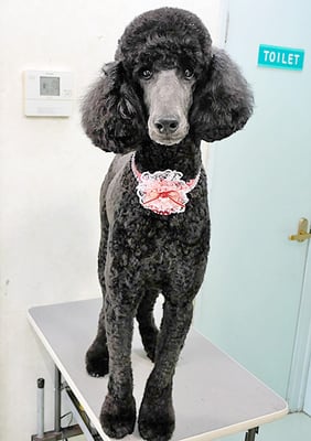 中野小豆ちゃん