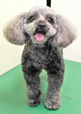 森崎ラブちゃん