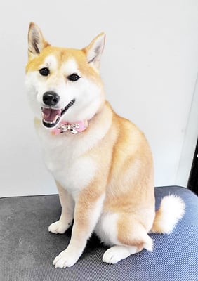 小村ゆずちゃん