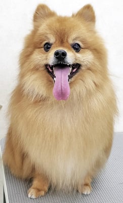 大井ポンタちゃん