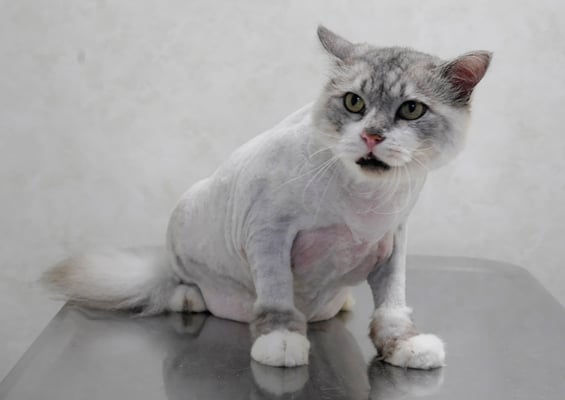 池上モコちゃんアフター