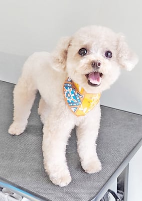 辻チロルちゃん