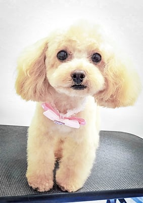 辻チロルちゃん