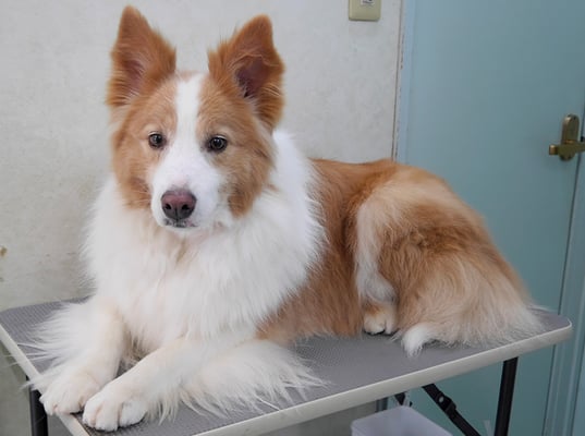 森本アンズちゃん