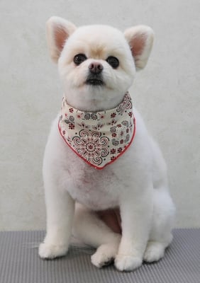 千葉チビちゃん