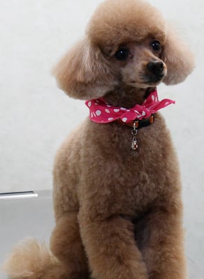 平松クーちゃん