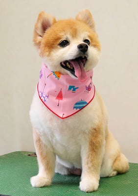 別府ロナちゃん