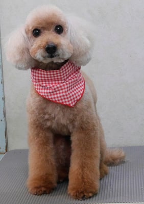 伊集院ペロちゃん