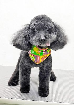 藤村スピナちゃん