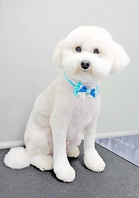 山小田アンディちゃん