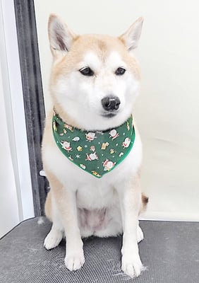 小村ゆずちゃん