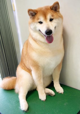 竹崎くうちゃん