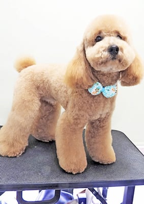 久保テンテンちゃん