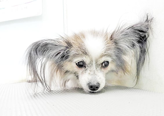 松元ミニーちゃん