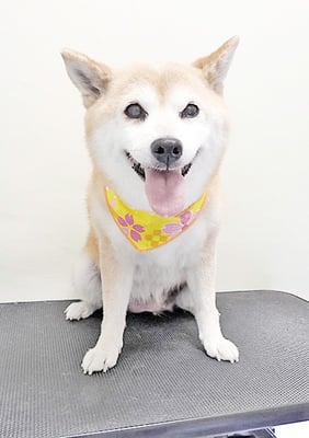 小田ハルちゃん