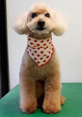 伊集院ペロちゃん