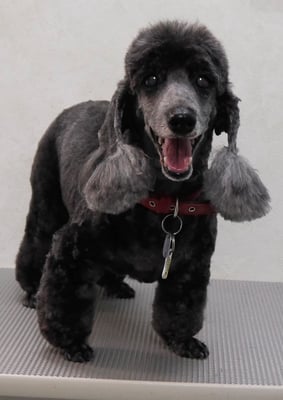 梶原リヴちゃん