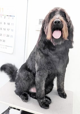 田代ロッティちゃん