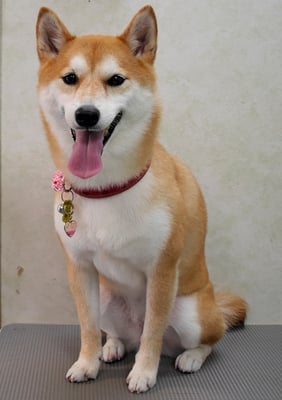 小村ゆずちゃん