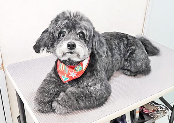 菅原クーちゃん