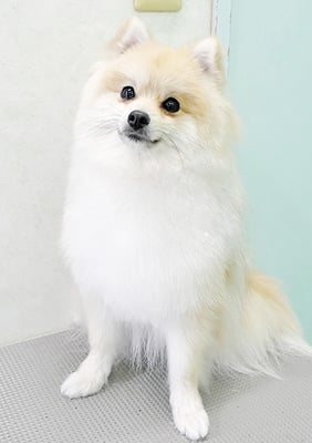 緒方サンちゃん