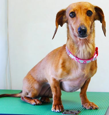 別府モモちゃん