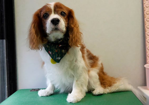 久永ココロちゃん