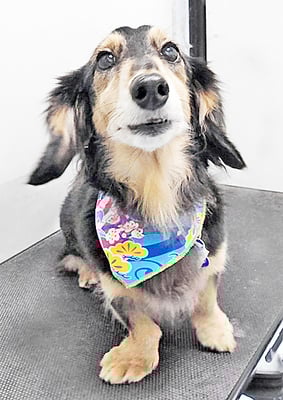 福丸宇宙ちゃん