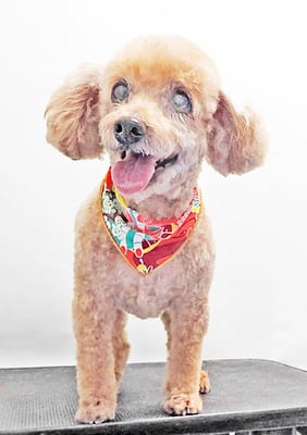 本田ゆめちゃん