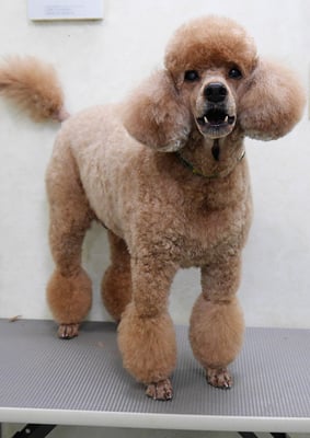 柴ヤックンちゃん