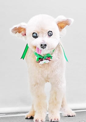 野口ティガちゃん