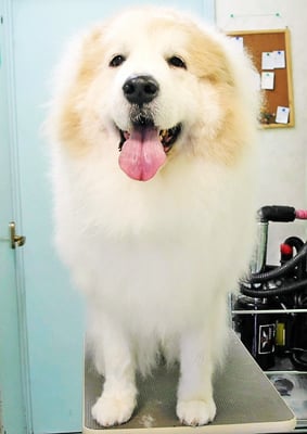 田代メイちゃん