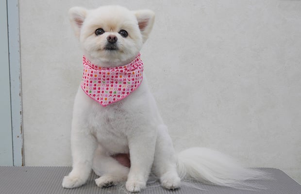 千葉チビちゃん